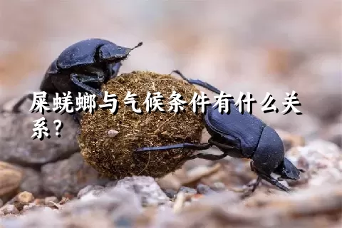 屎蜣螂与气候条件有什么关系？