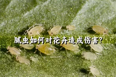 腻虫如何对花卉造成伤害?