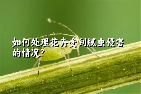 如何处理花卉受到腻虫侵害的情况?