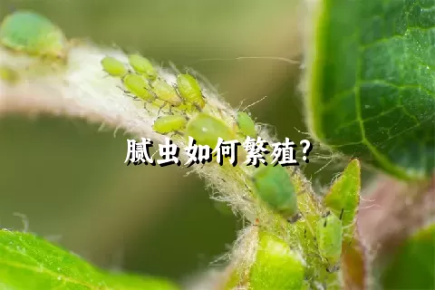 腻虫如何繁殖?