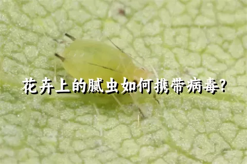 花卉上的腻虫如何携带病毒?