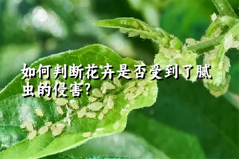 如何判断花卉是否受到了腻虫的侵害?