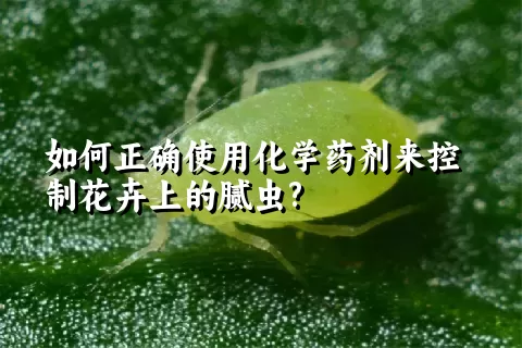 如何正确使用化学药剂来控制花卉上的腻虫?