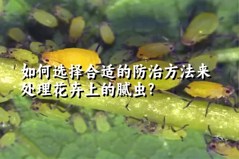 如何选择合适的防治方法来处理花卉上的腻虫?