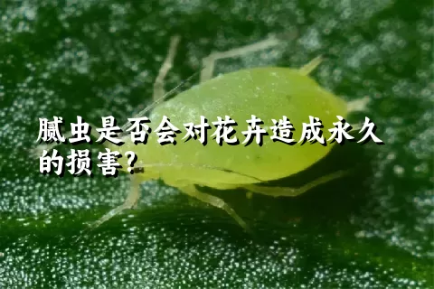 腻虫是否会对花卉造成永久的损害?