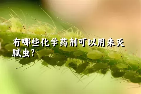 有哪些化学药剂可以用来灭腻虫?