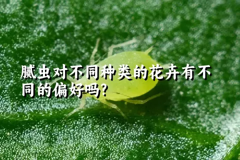 腻虫对不同种类的花卉有不同的偏好吗?