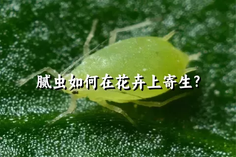 腻虫如何在花卉上寄生?