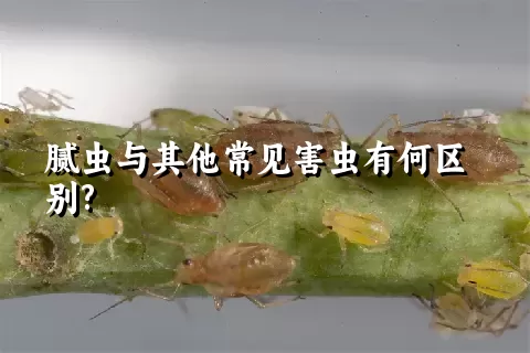 腻虫与其他常见害虫有何区别?