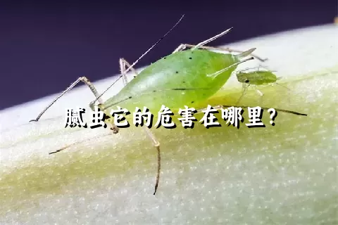 腻虫它的危害在哪里？