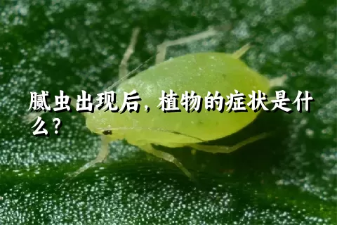 腻虫出现后，植物的症状是什么？