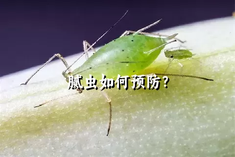 腻虫如何预防？