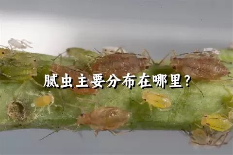 腻虫主要分布在哪里？