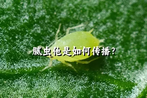 腻虫他是如何传播？