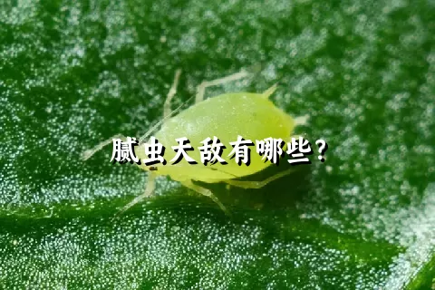 腻虫天敌有哪些？