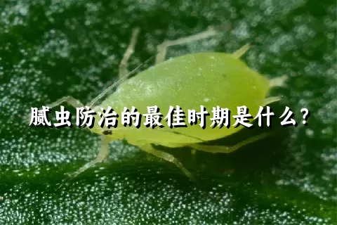 腻虫防治的最佳时期是什么？