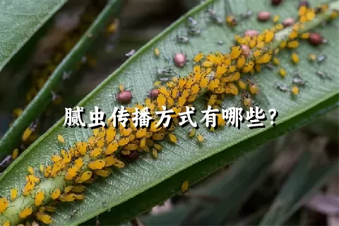 腻虫传播方式有哪些？