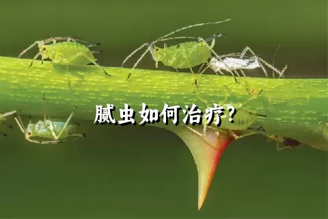 腻虫如何治疗？