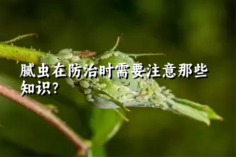 腻虫在防治时需要注意那些知识？