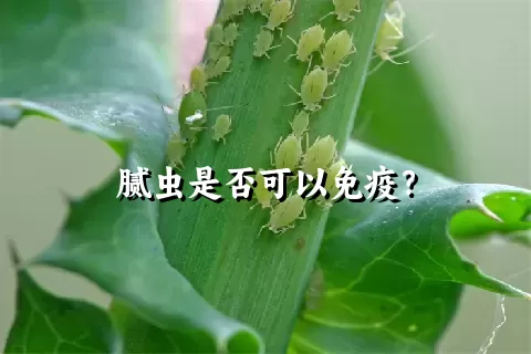 腻虫是否可以免疫？