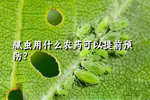 腻虫用什么农药可以提前预防？