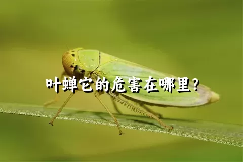 叶蝉它的危害在哪里？