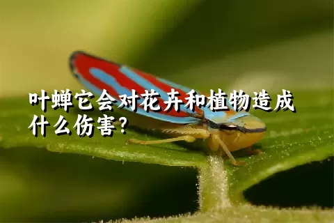 叶蝉它会对花卉和植物造成什么伤害？