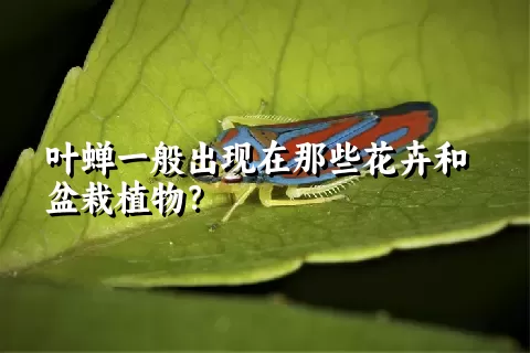 叶蝉一般出现在那些花卉和盆栽植物？