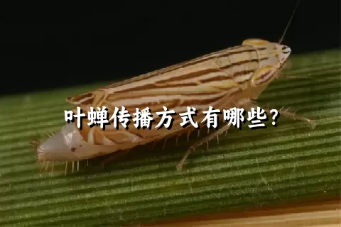 叶蝉传播方式有哪些？