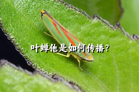 叶蝉他是如何传播？