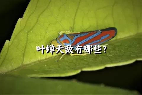 叶蝉天敌有哪些？