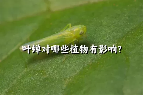 叶蝉对哪些植物有影响？