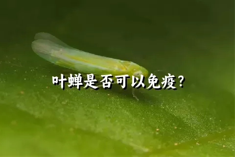 叶蝉是否可以免疫？