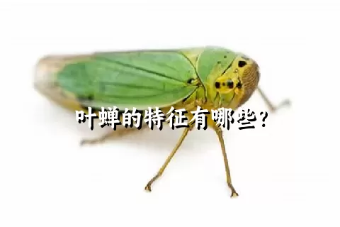 叶蝉的特征有哪些？