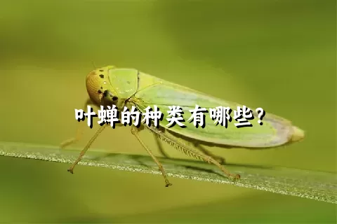 叶蝉的种类有哪些？