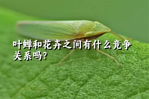 叶蝉和花卉之间有什么竞争关系吗？