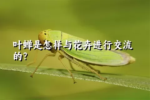 叶蝉是怎样与花卉进行交流的？