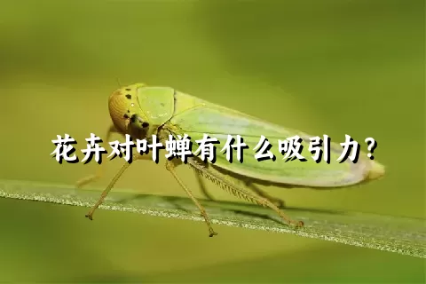 花卉对叶蝉有什么吸引力？