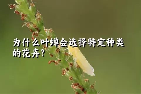 为什么叶蝉会选择特定种类的花卉？