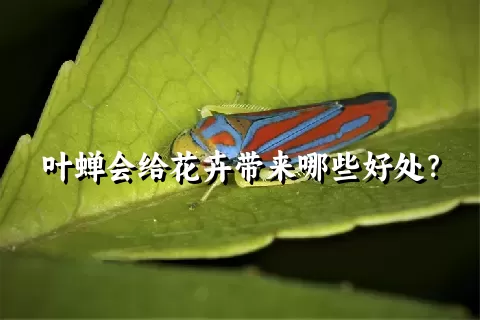 叶蝉会给花卉带来哪些好处？