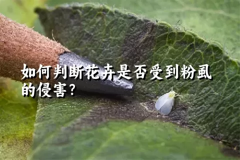 如何判断花卉是否受到粉虱的侵害？