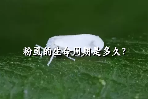 粉虱的生命周期是多久？