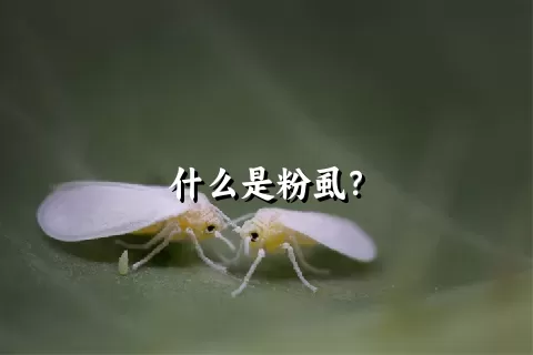 什么是粉虱？