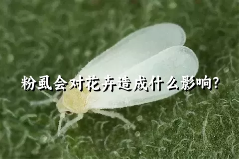 粉虱会对花卉造成什么影响？