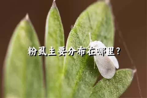 粉虱主要分布在哪里？