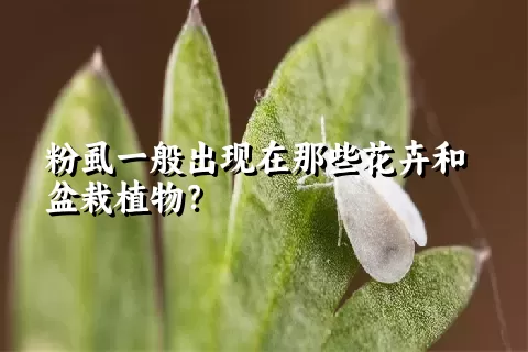 粉虱一般出现在那些花卉和盆栽植物？