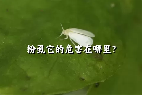 粉虱它的危害在哪里？