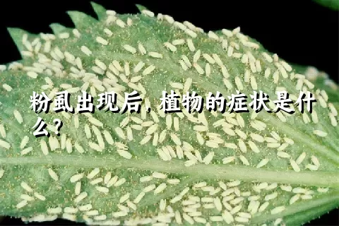 粉虱出现后，植物的症状是什么？