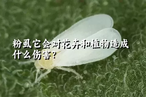 粉虱它会对花卉和植物造成什么伤害？