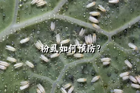 粉虱如何预防？